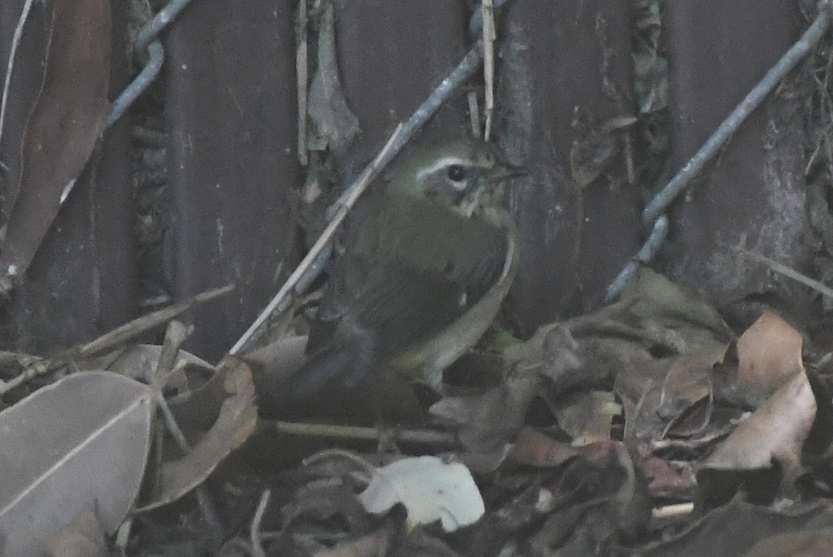 Black-throated Blue Warbler - ML646660590