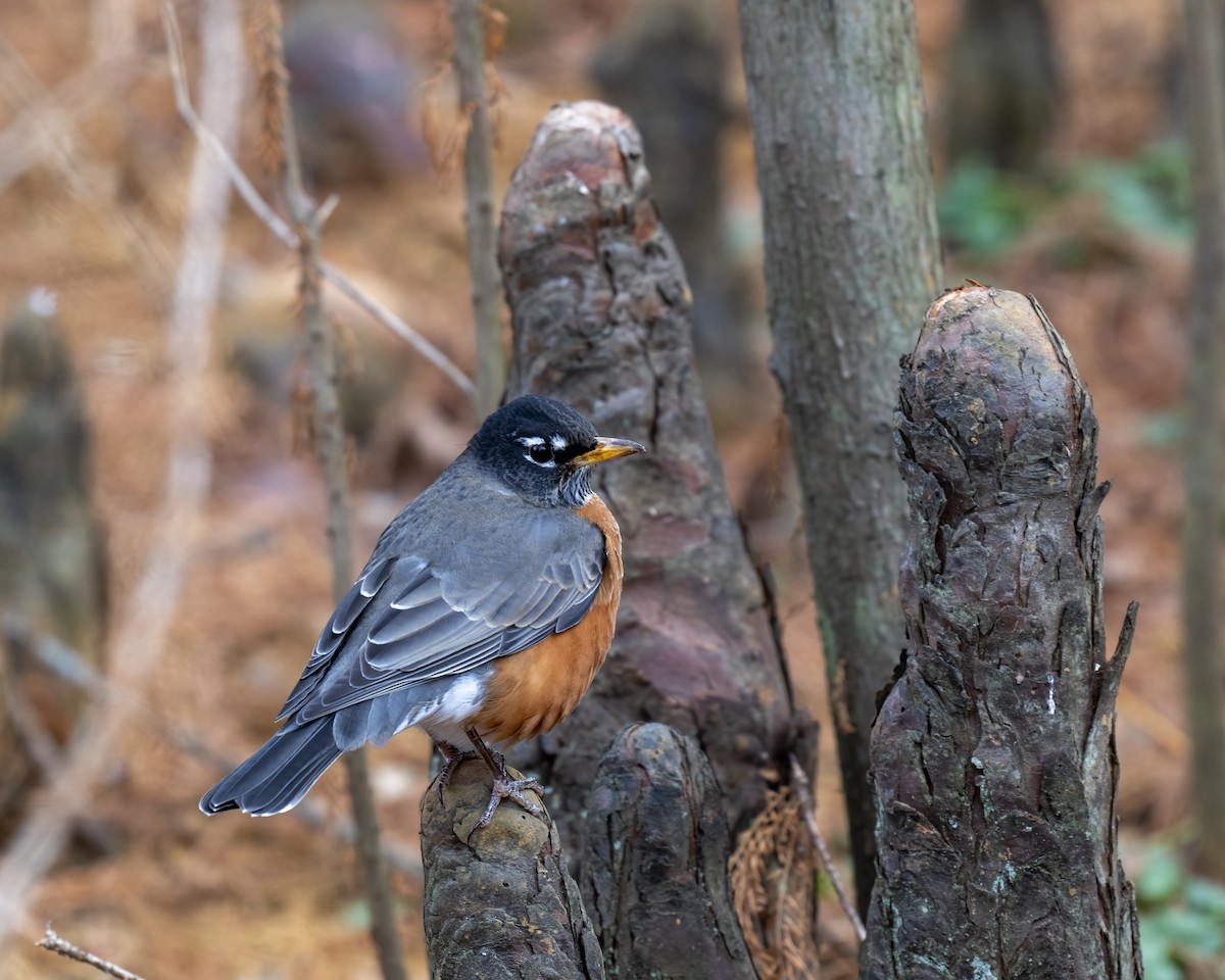 Странствующий дрозд - ML646660591