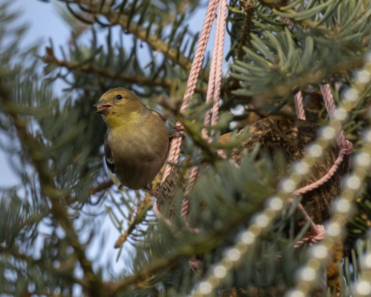 Американский чиж - ML646660592