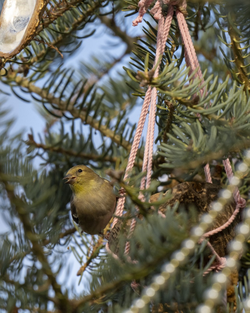 Американский чиж - ML646660593