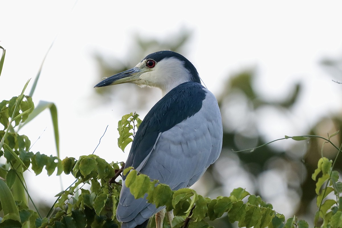 Black-crowned Night Heron - ML646660594