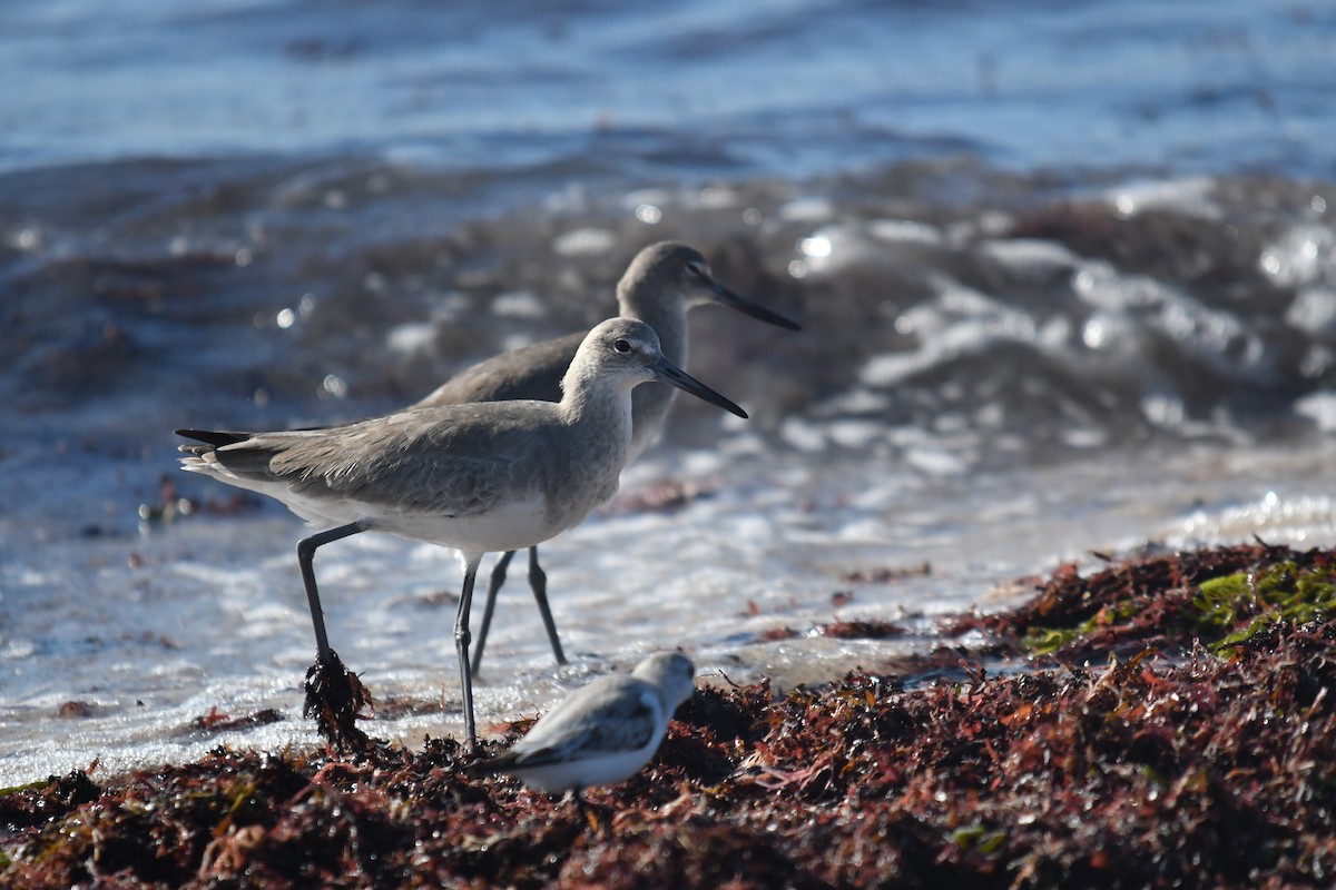 Willet - ML646660595