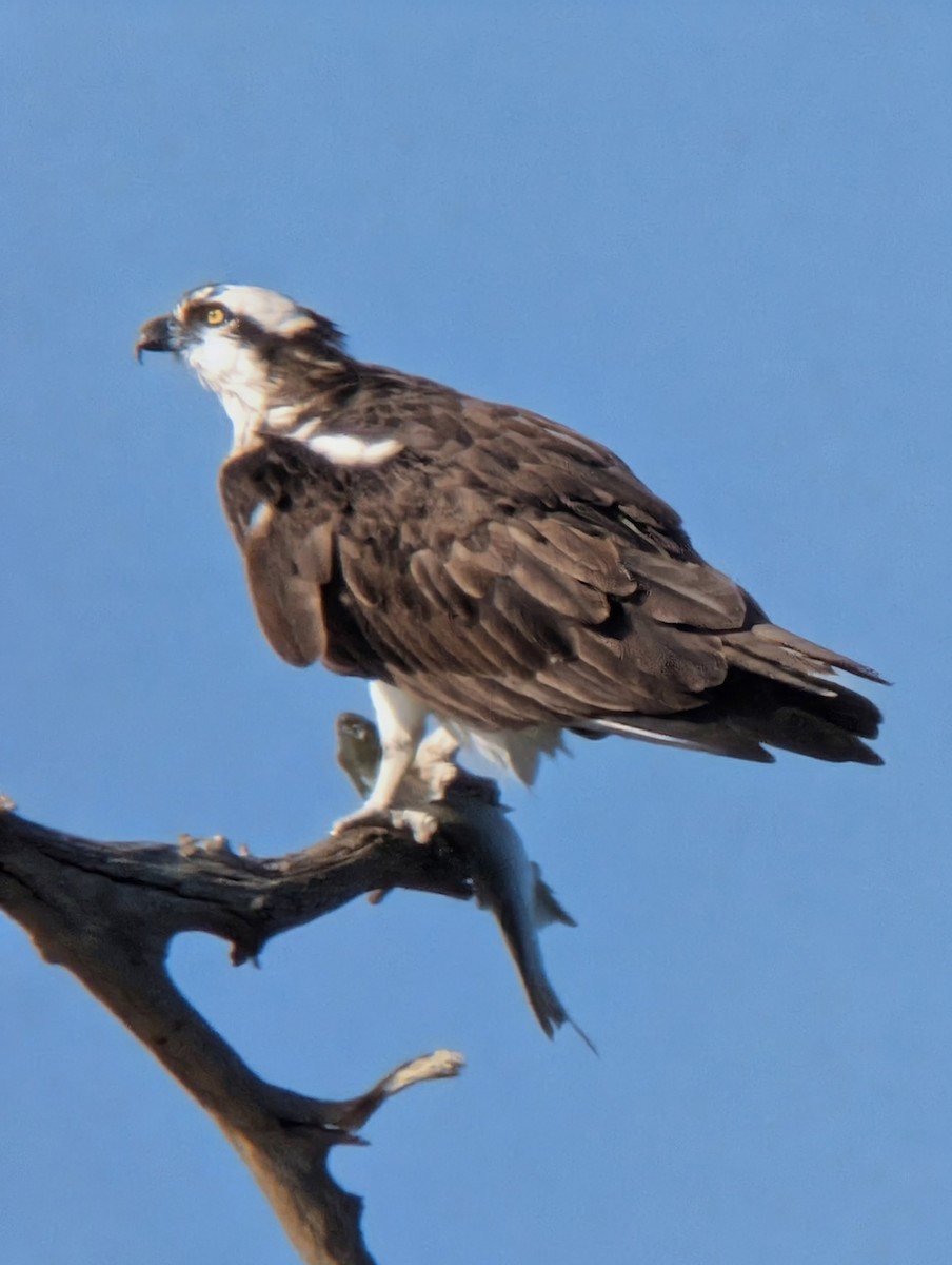 Скопа західна (підвид carolinensis) - ML646660602