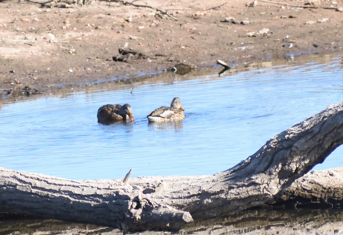 Canard colvert - ML646660603