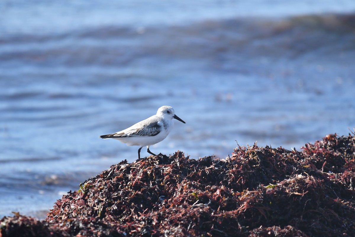 Sanderling - ML646660604