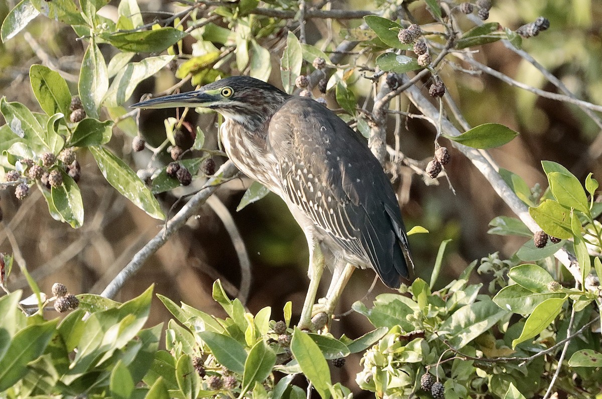 Green Heron - ML646660605
