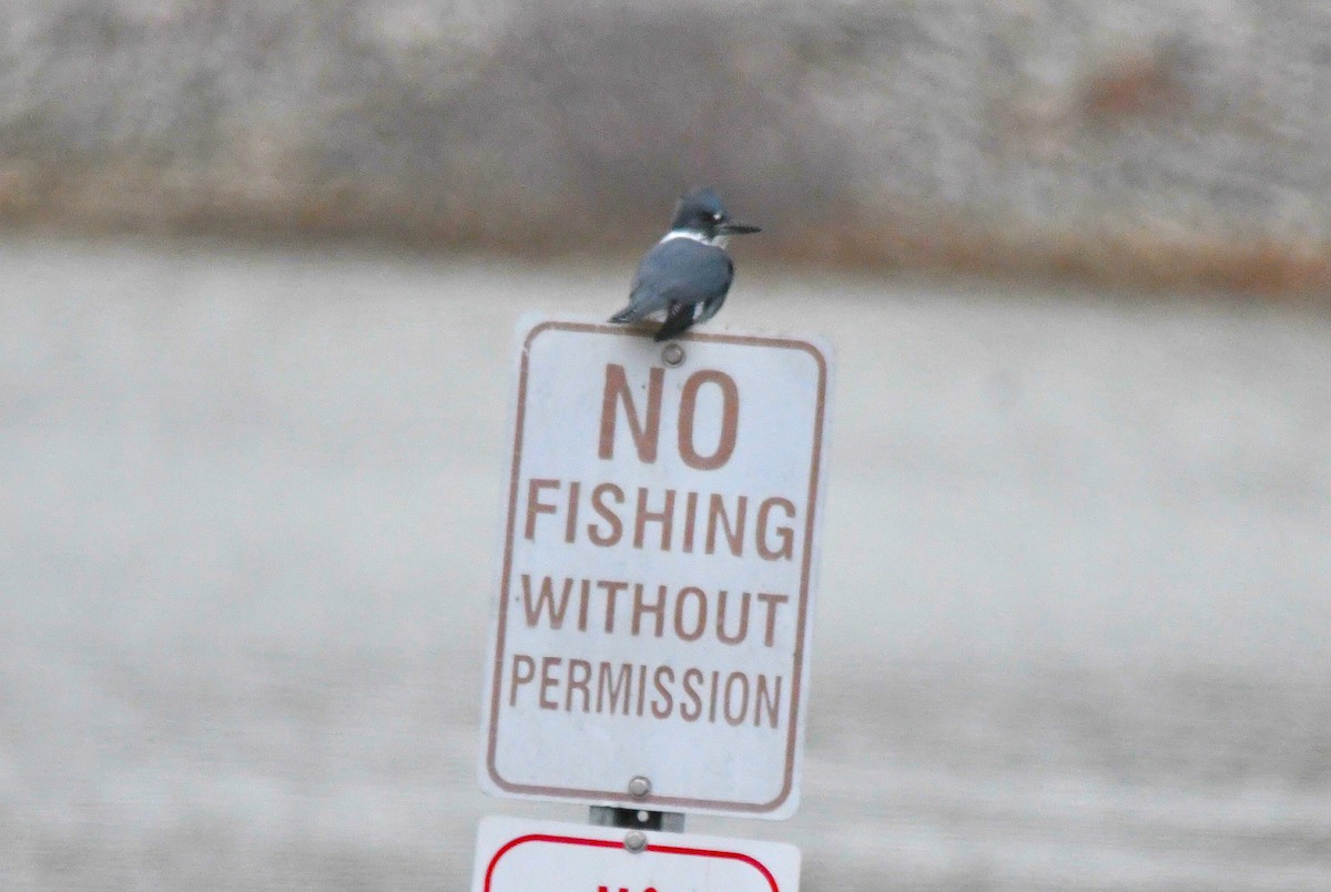 Belted Kingfisher - ML646660606