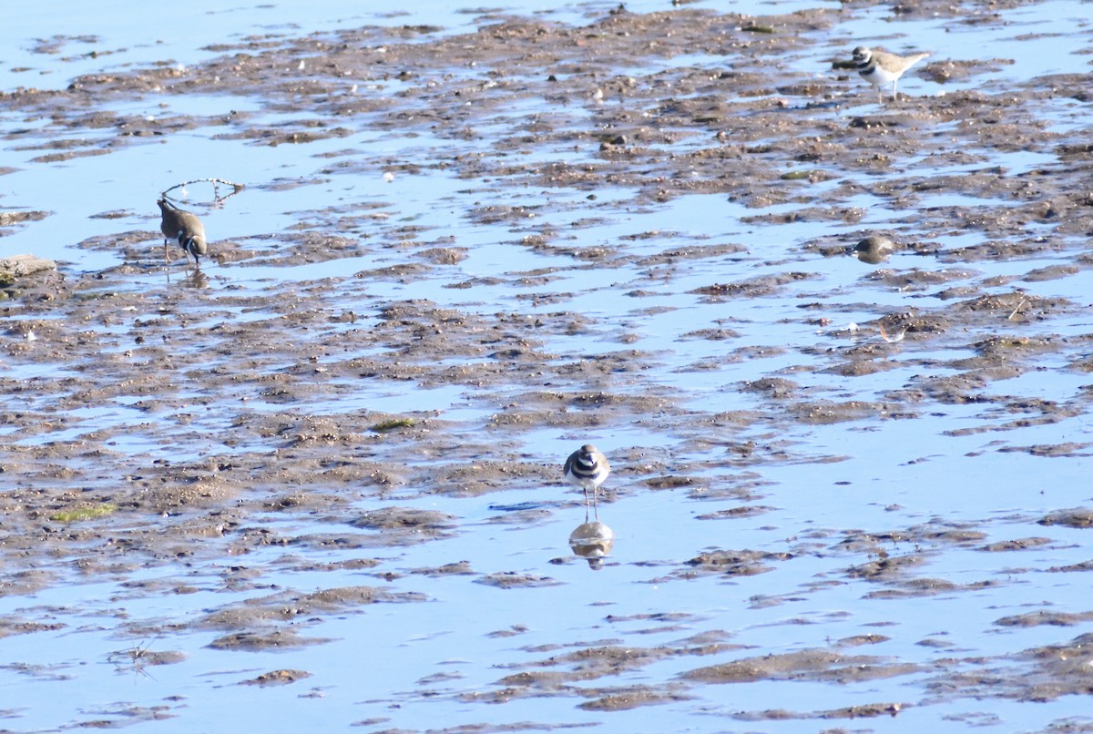 Pluvier kildir - ML646660607