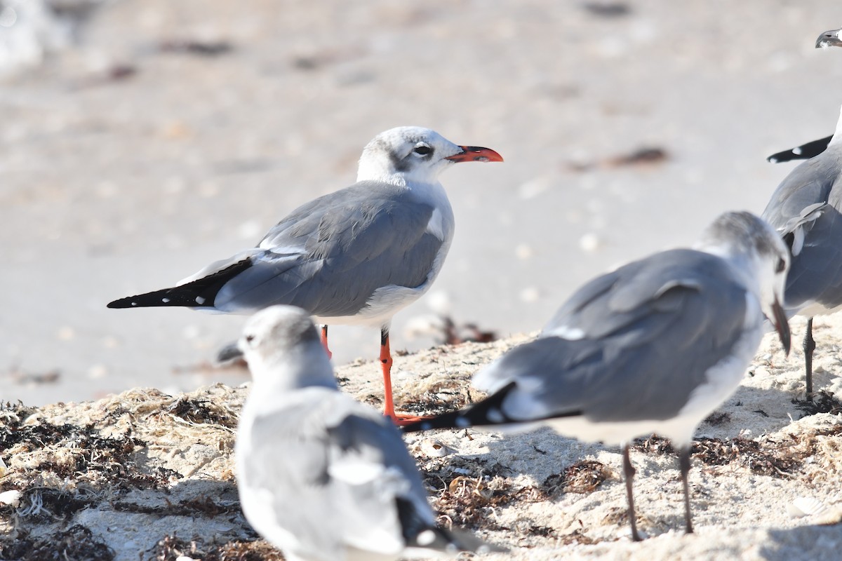 Laughing Gull - ML646660611