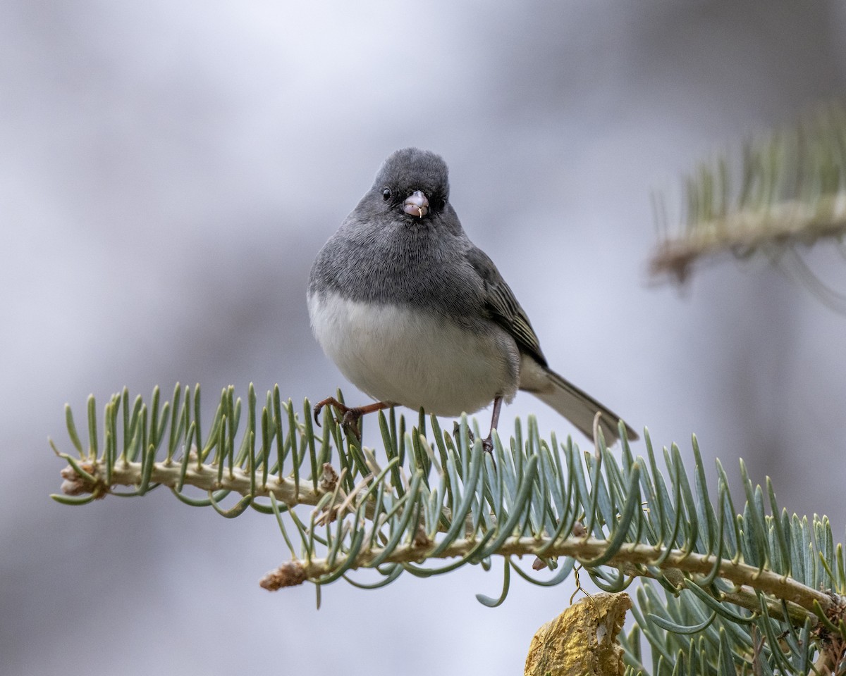 Серый юнко - ML646660612