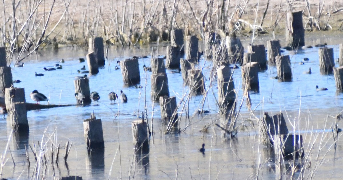 Foulque d'Amérique - ML646660613