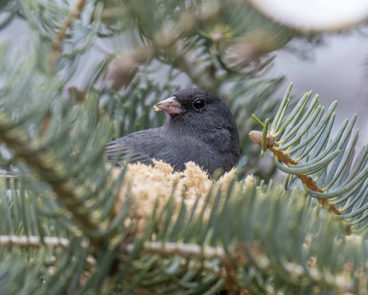 Серый юнко - ML646660614
