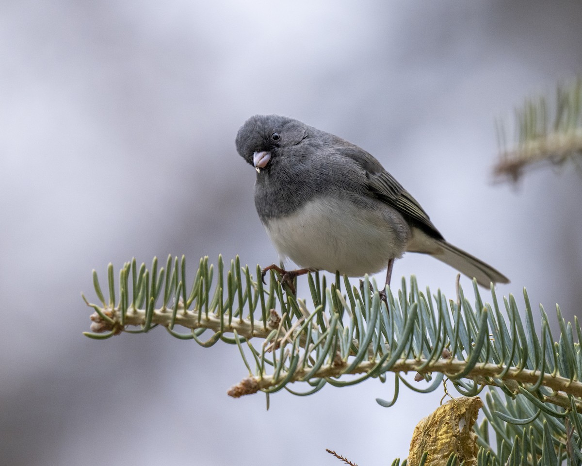 Серый юнко - ML646660615