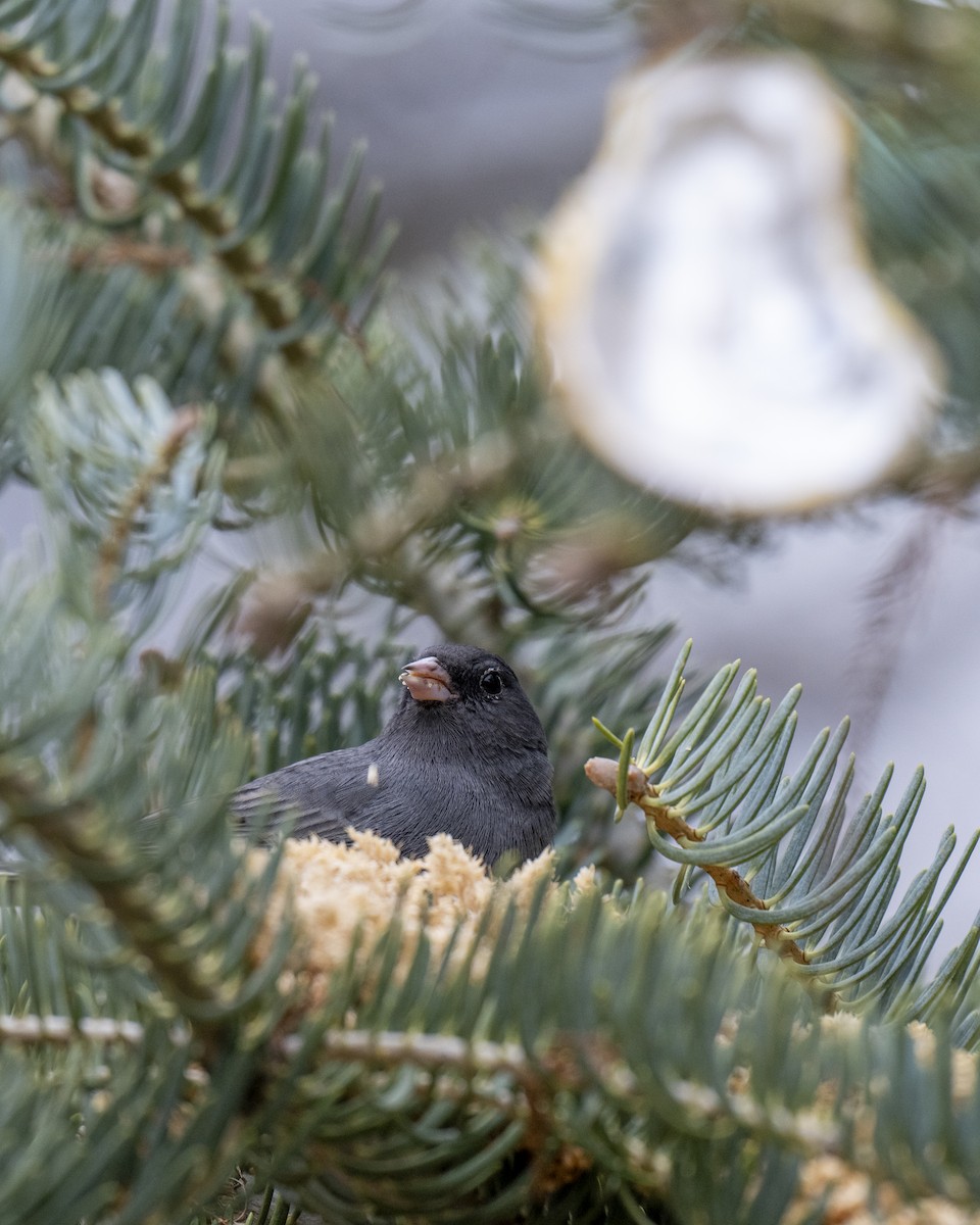 Серый юнко - ML646660616