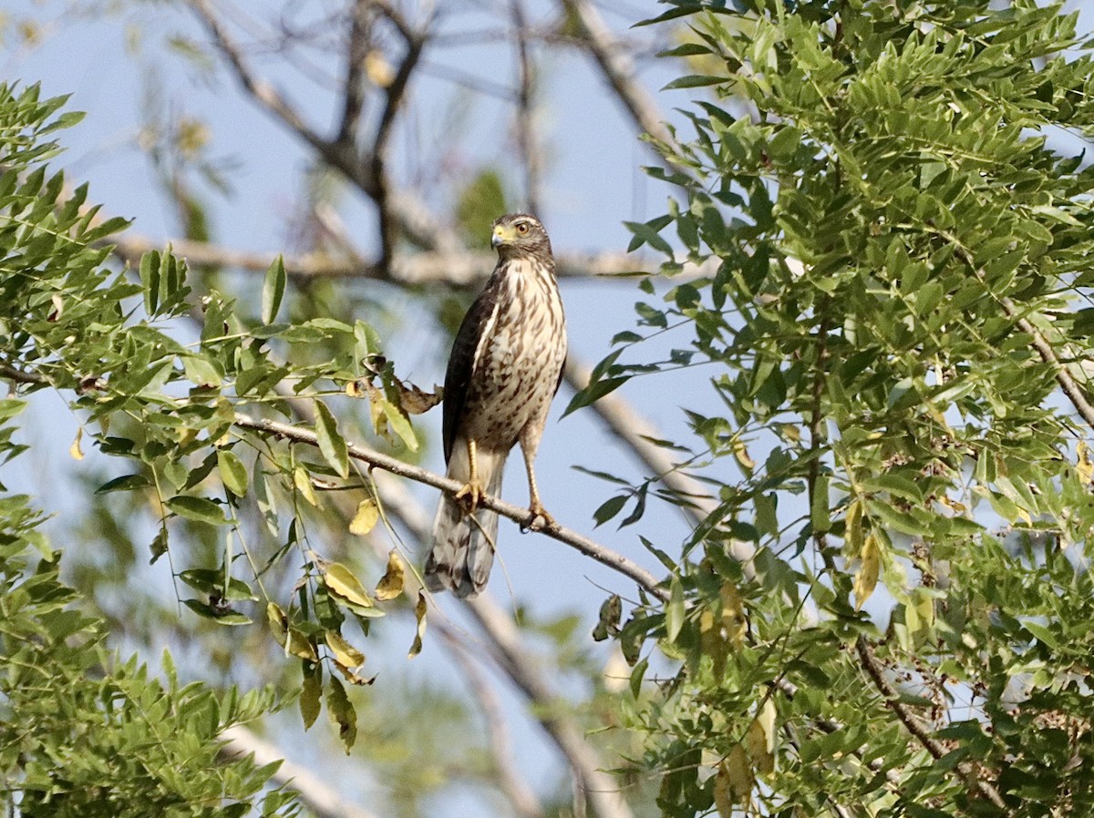 Roadside Hawk - ML646660617