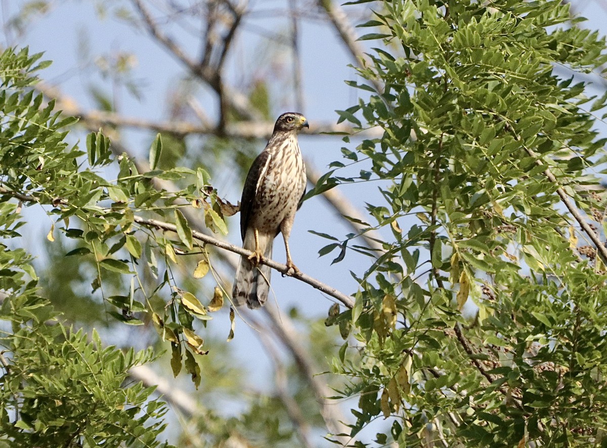 Roadside Hawk - ML646660618