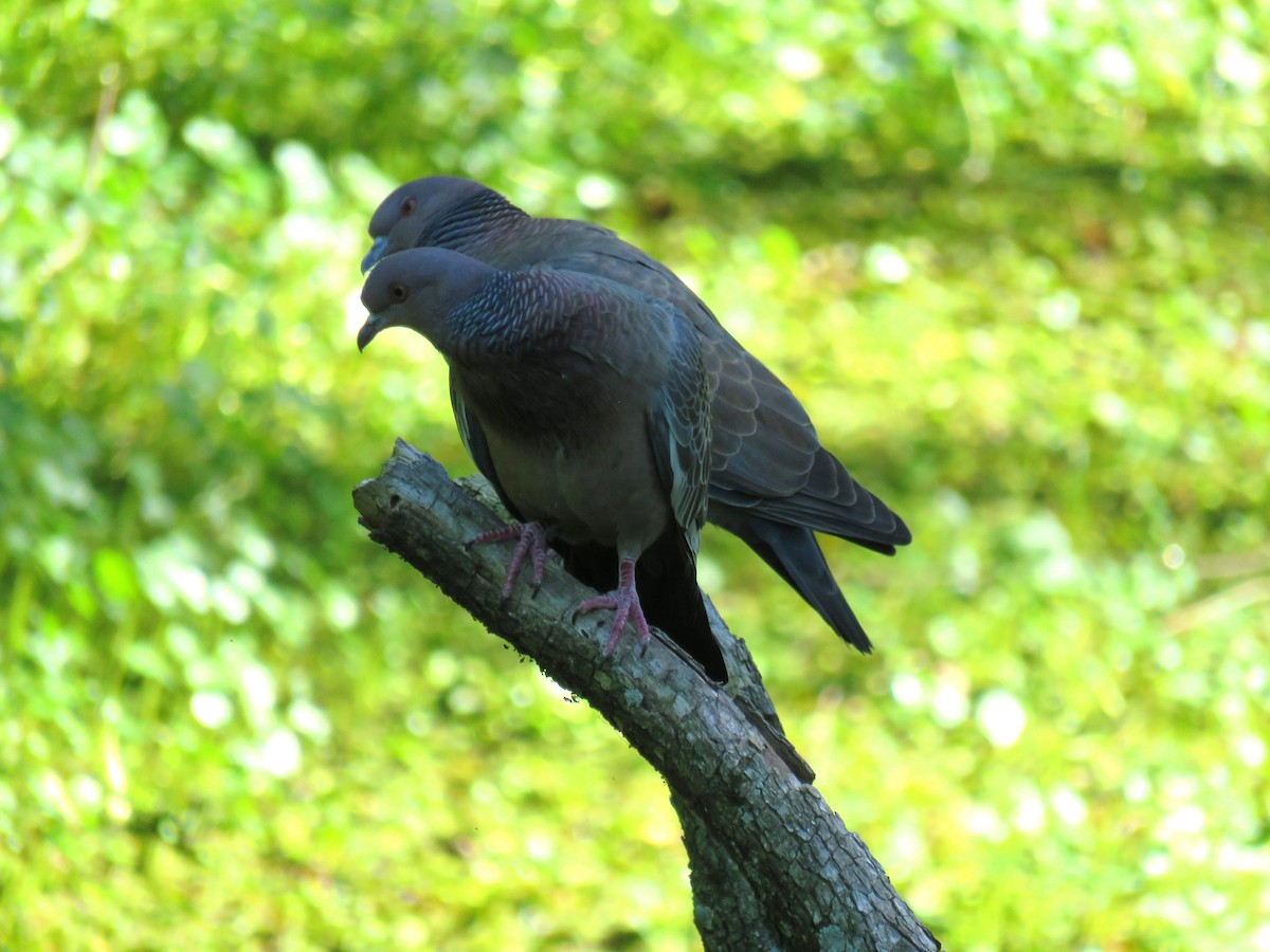 Pikazuro Güvercini - ML646660620