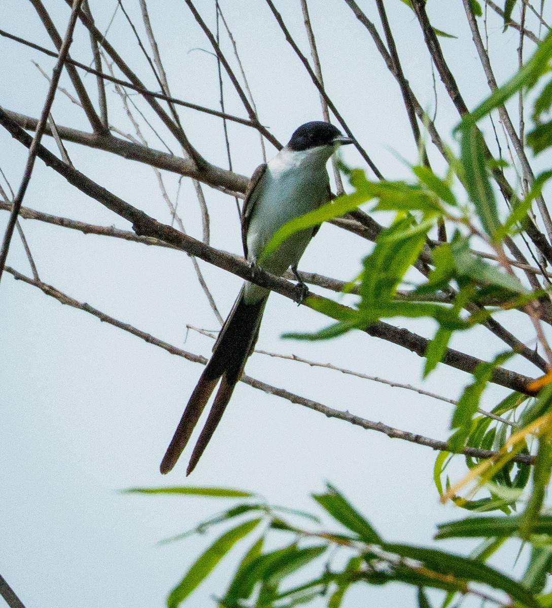 Fork-tailed Flycatcher - ML646660621