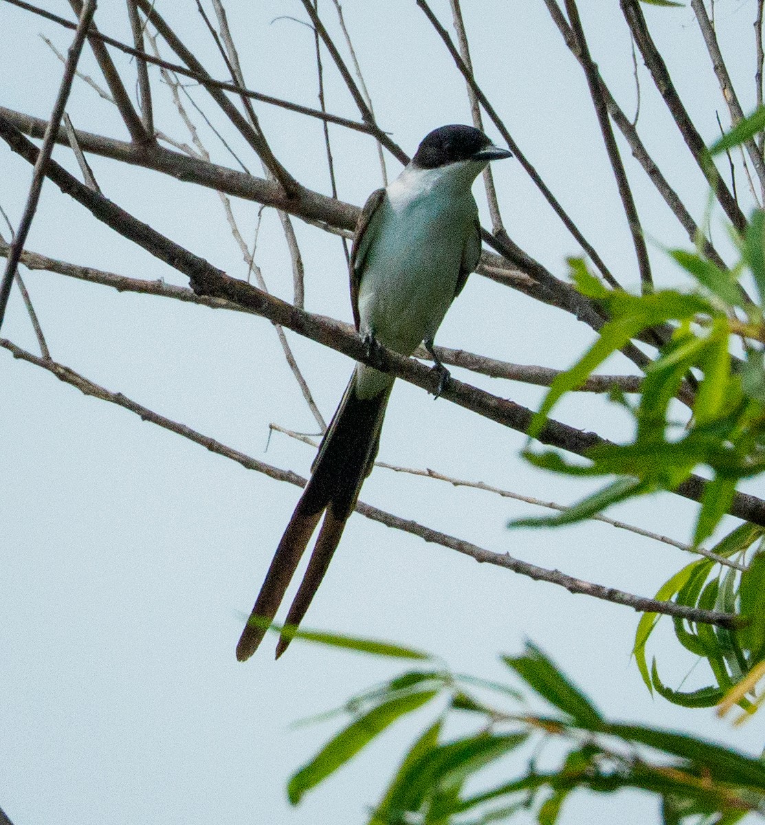 Fork-tailed Flycatcher - ML646660622