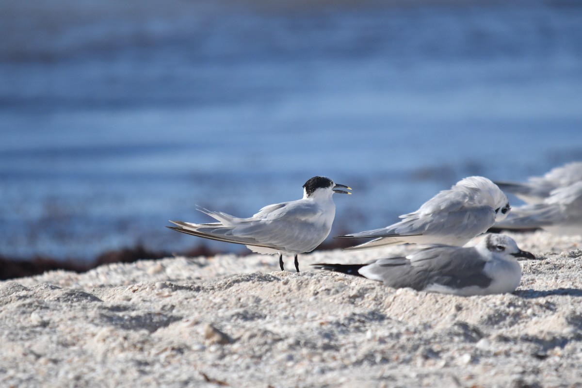 Крячок рябодзьобий - ML646660626