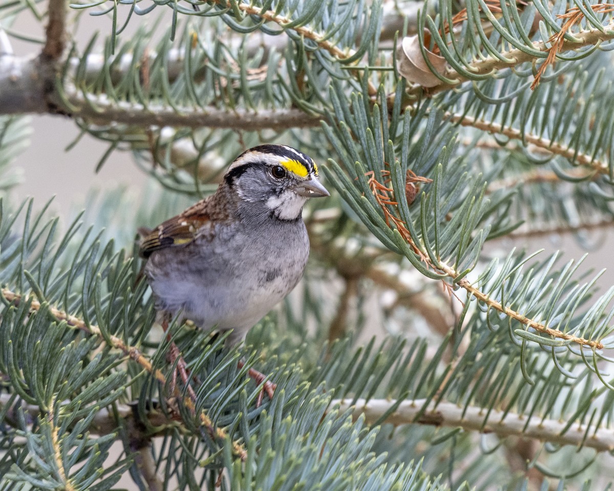 Белогорлая зонотрихия - ML646660627