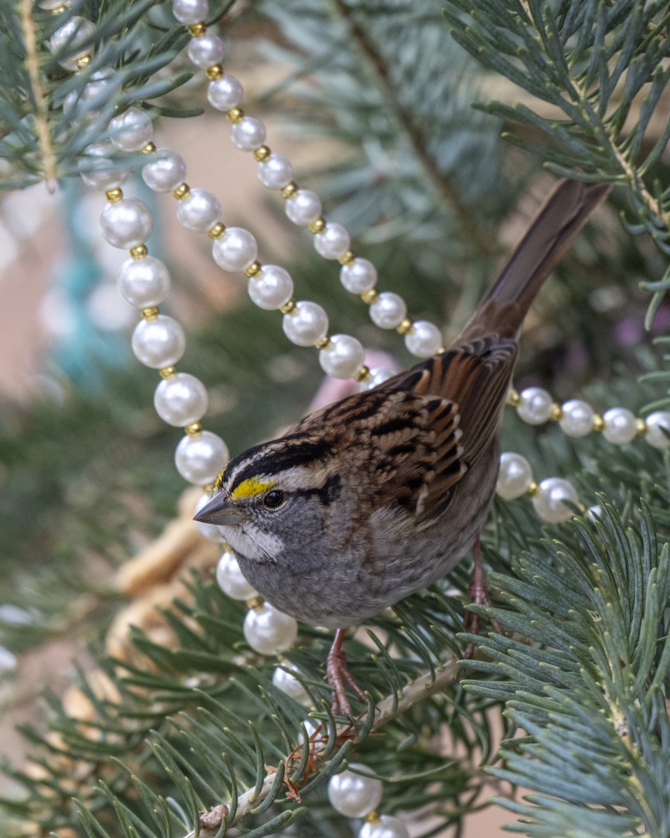 Белогорлая зонотрихия - ML646660628