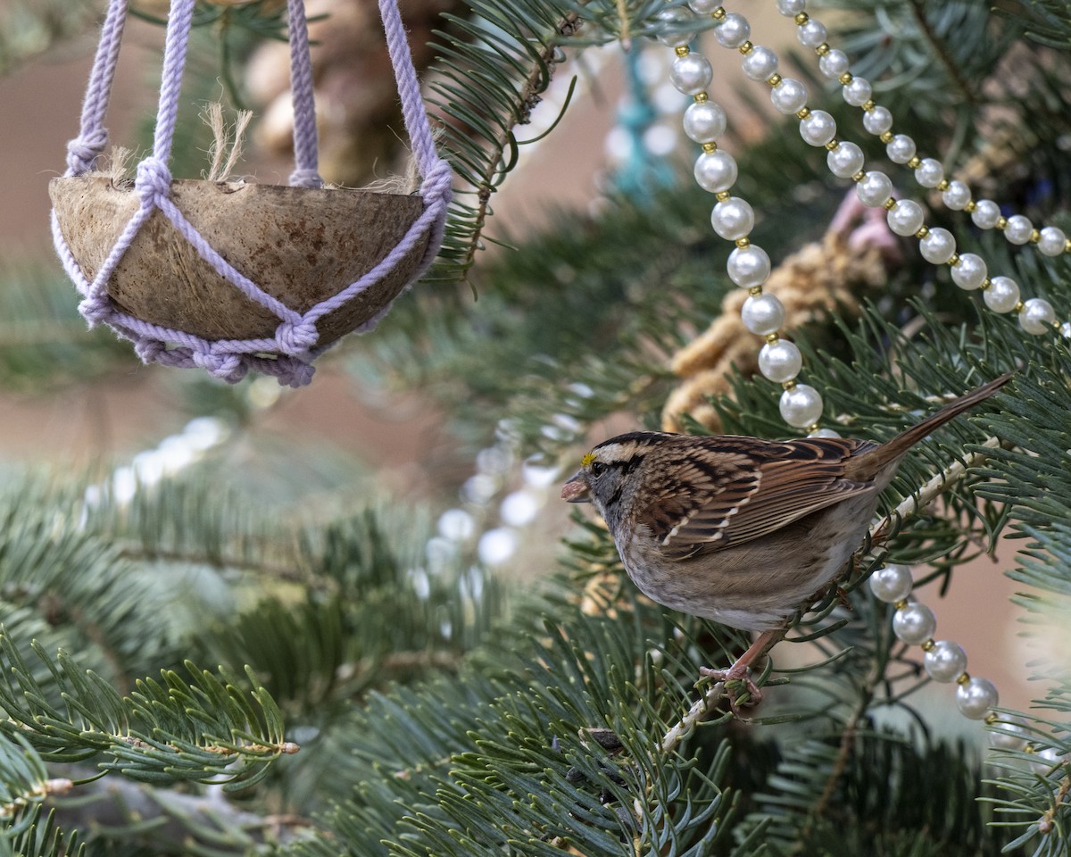 Белогорлая зонотрихия - ML646660629