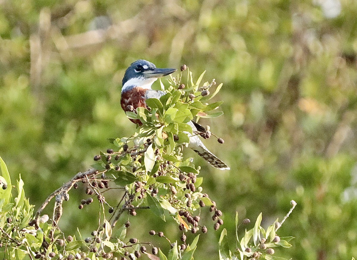Ringed Kingfisher - ML646660630