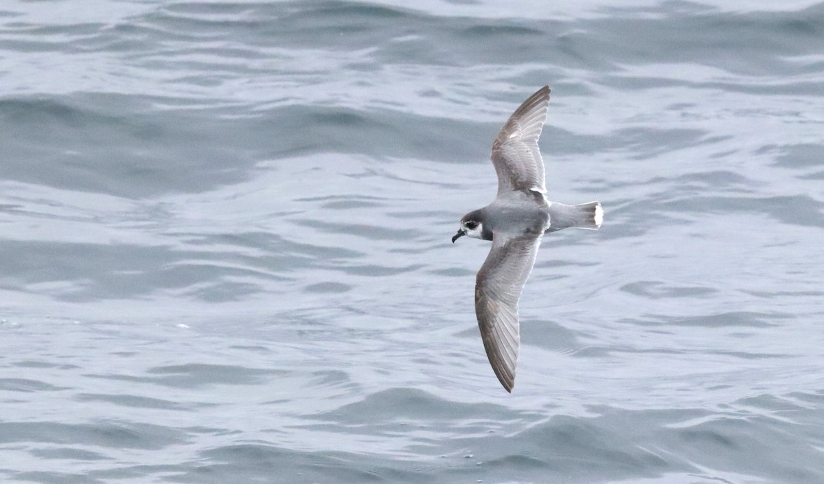 Petrel urdina - ML646660631