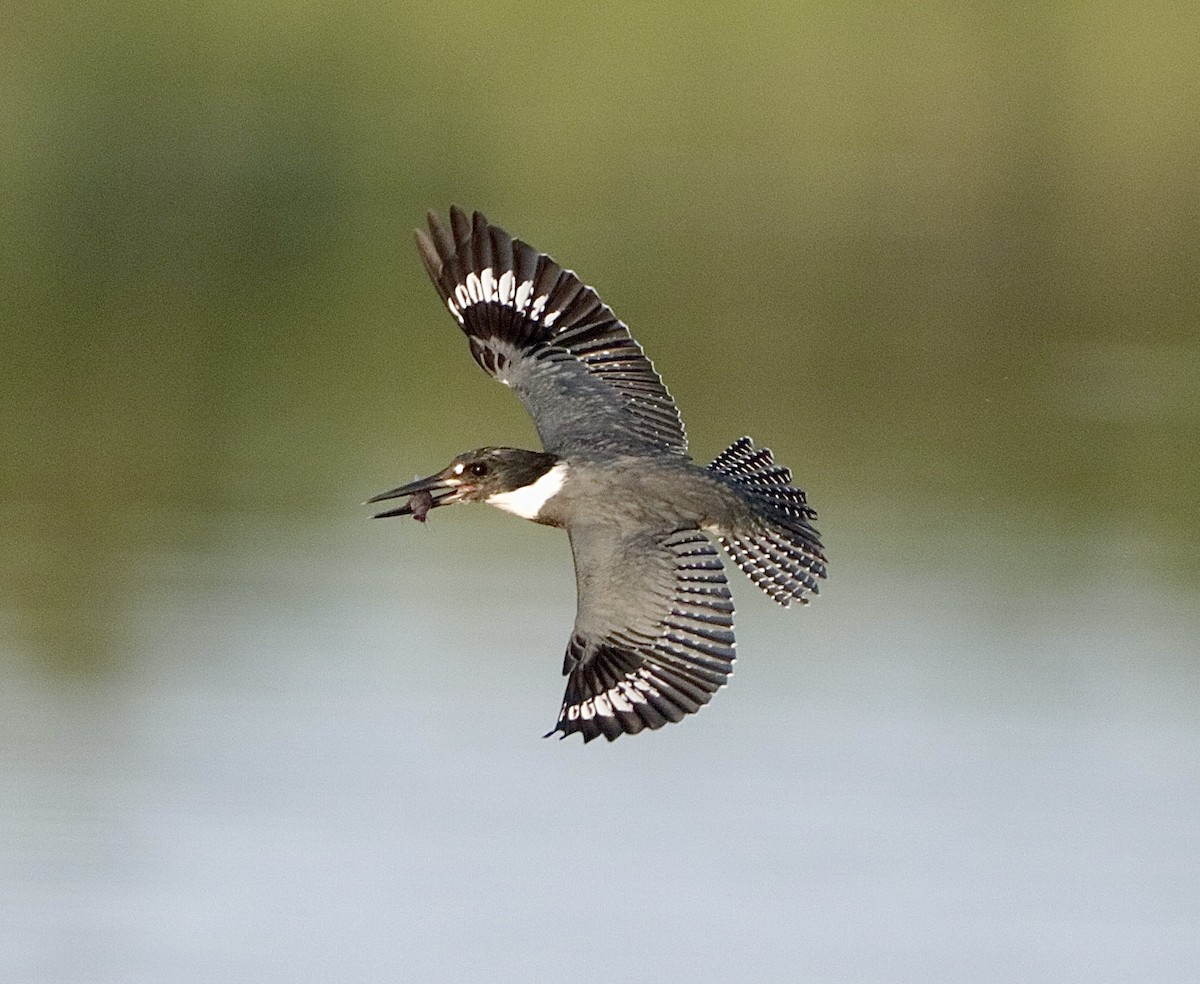 Martin handi iparramerikarra - ML646660634