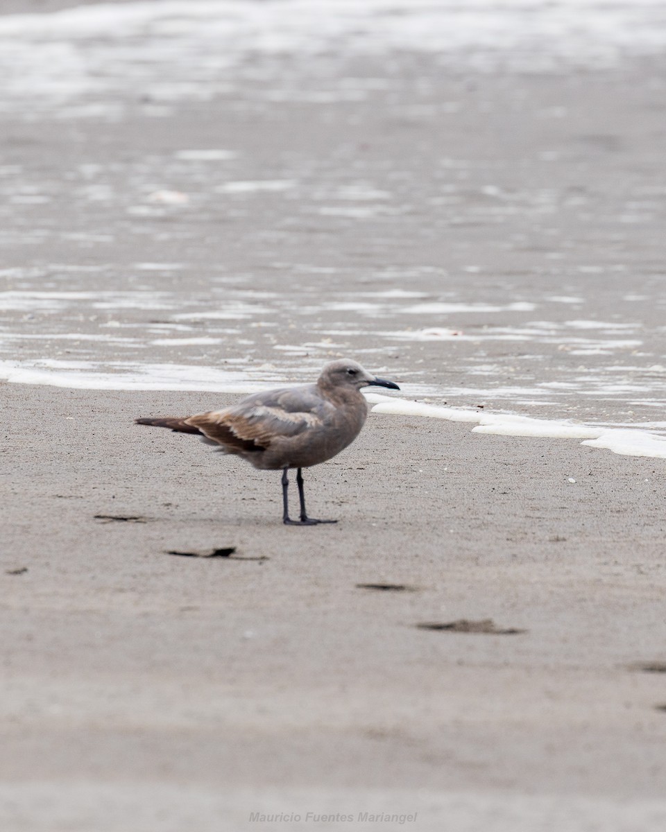 racek tmavý - ML646660635