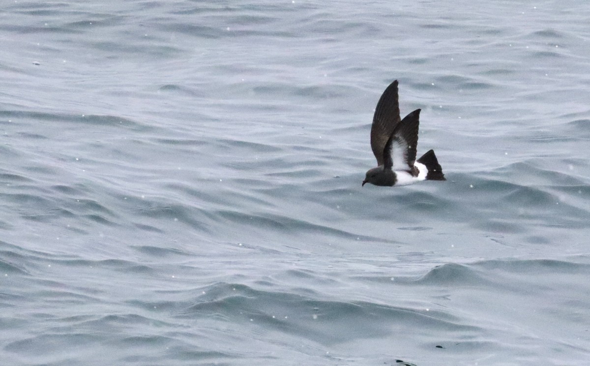 svartbukstormsvale - ML646660637