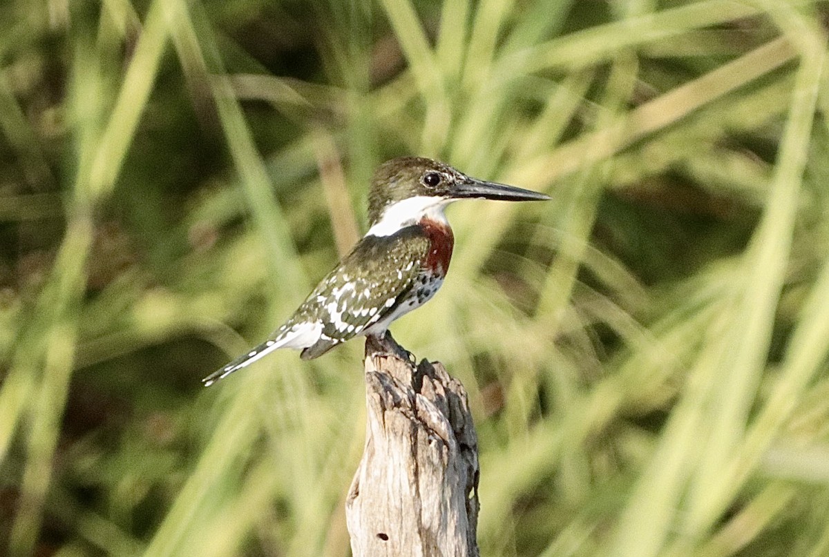 Green Kingfisher - ML646660638