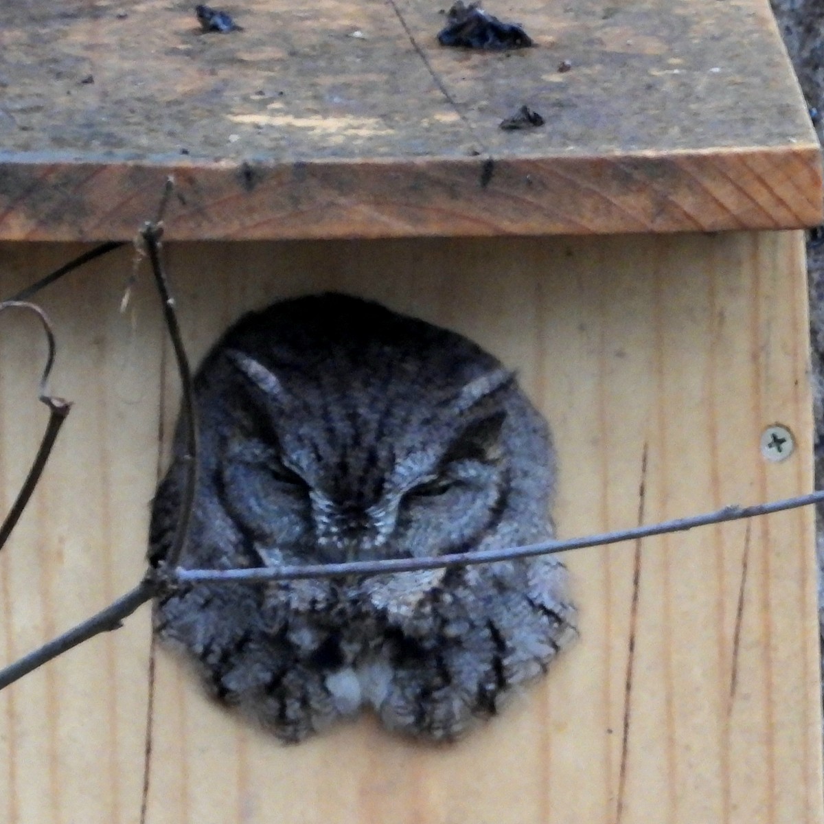 Eastern Screech-Owl - ML646660639