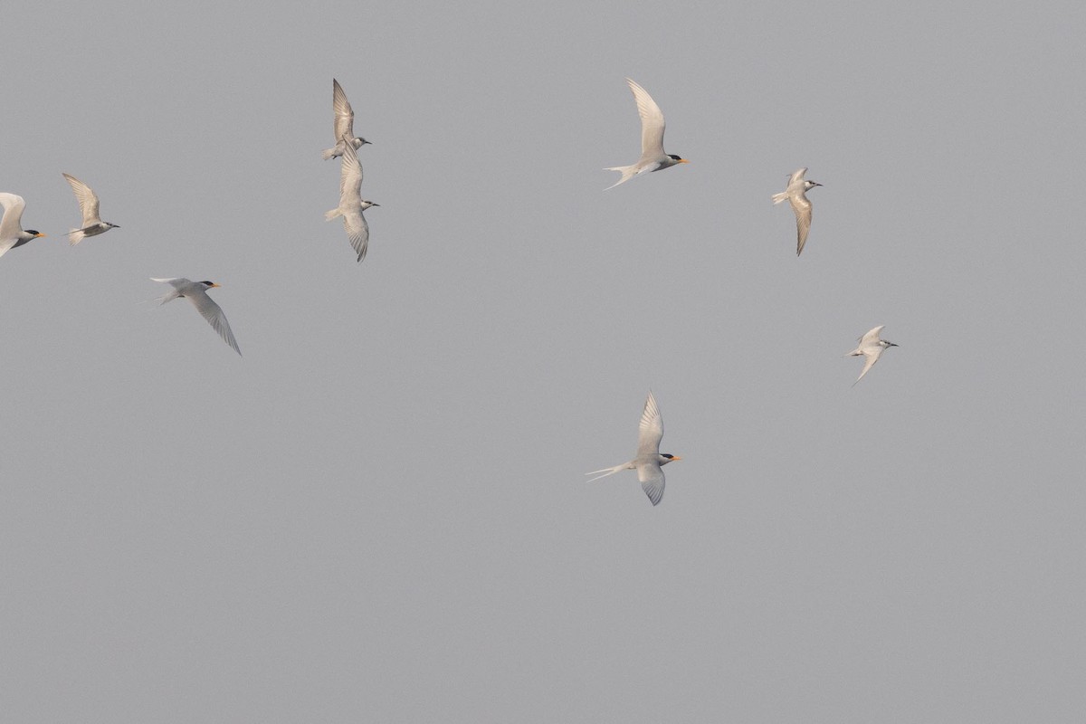 River Tern - ML646660640