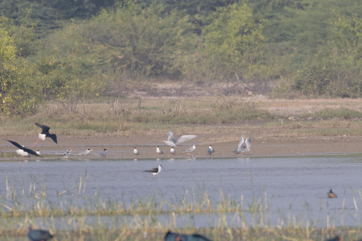 River Tern - ML646660641