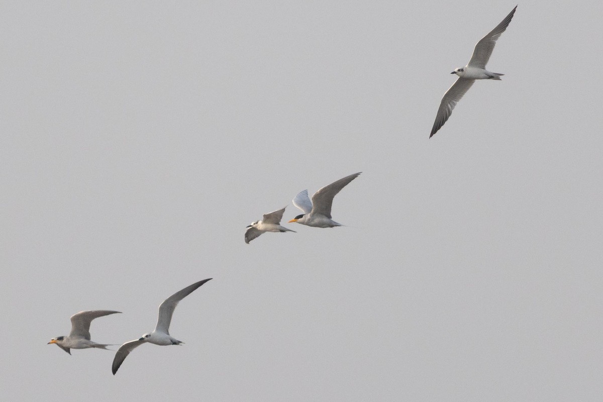 River Tern - ML646660642