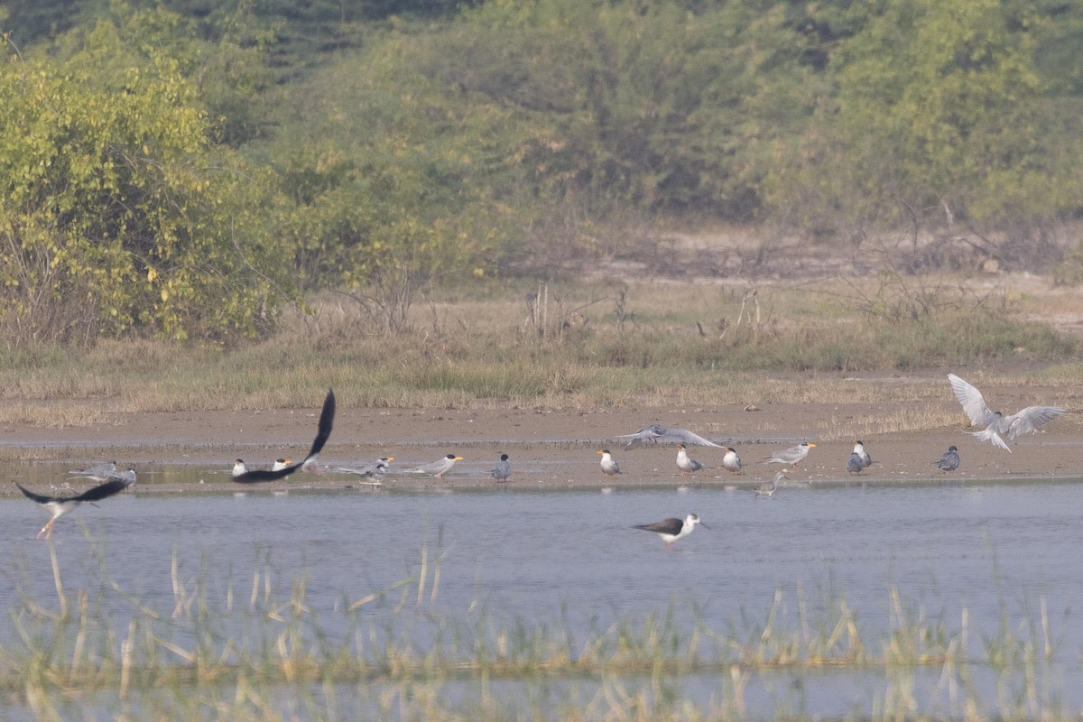 River Tern - ML646660643