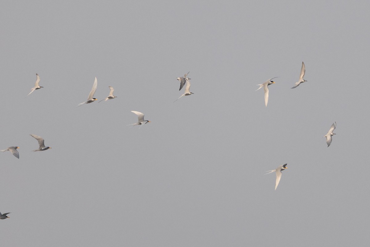 River Tern - ML646660644