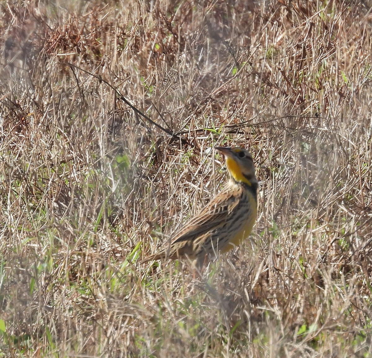 Eastern Meadowlark - ML646660645