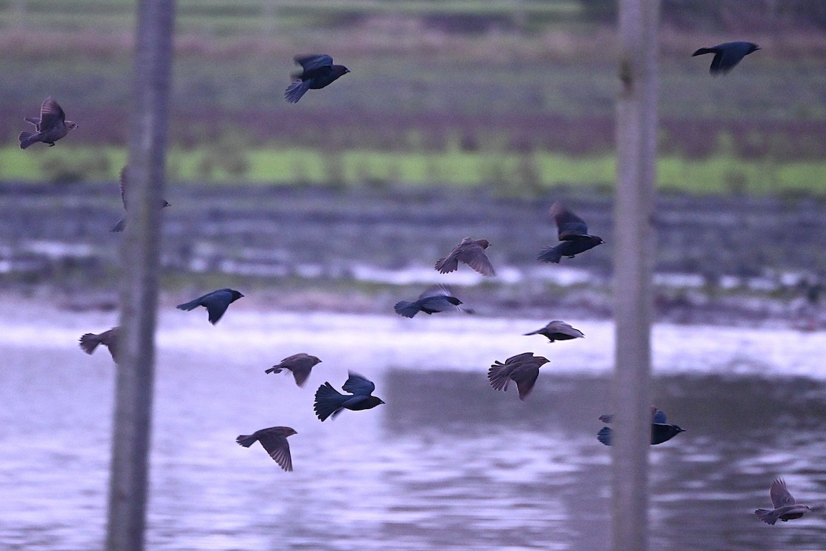 vlhovec hnědohlavý - ML646660646