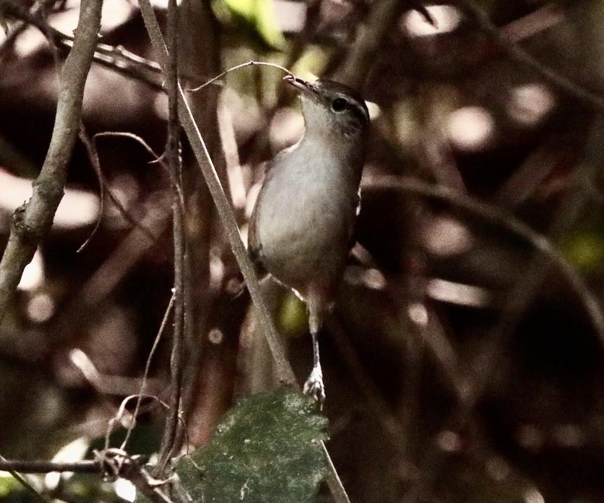 White-bellied Wren - ML646660648