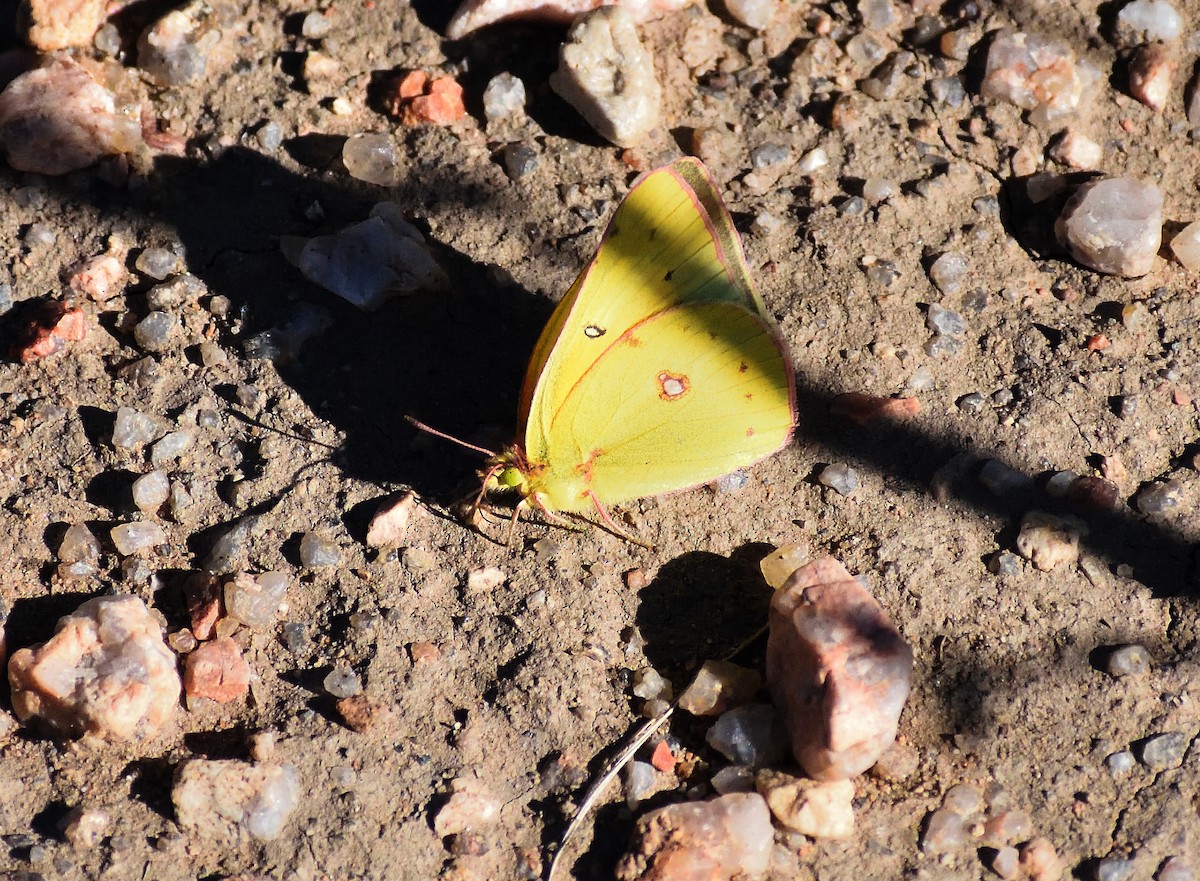 coliade du trèfle - ML646660649