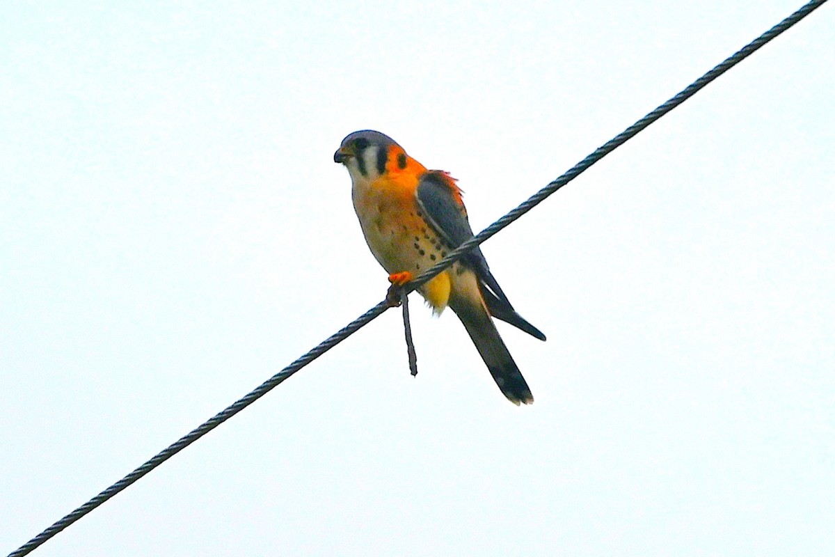 poštolka pestrá - ML646660650