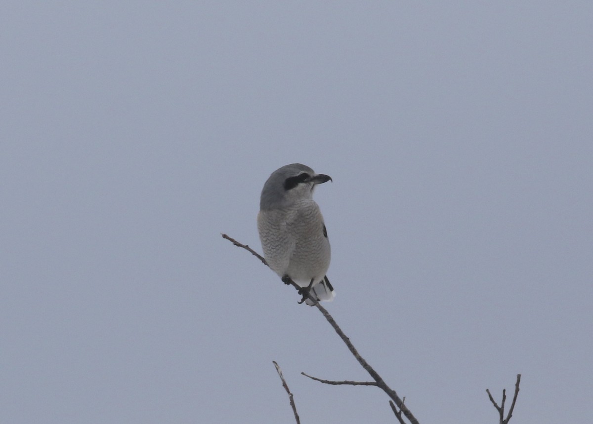 Alcaudón Boreal - ML646660655