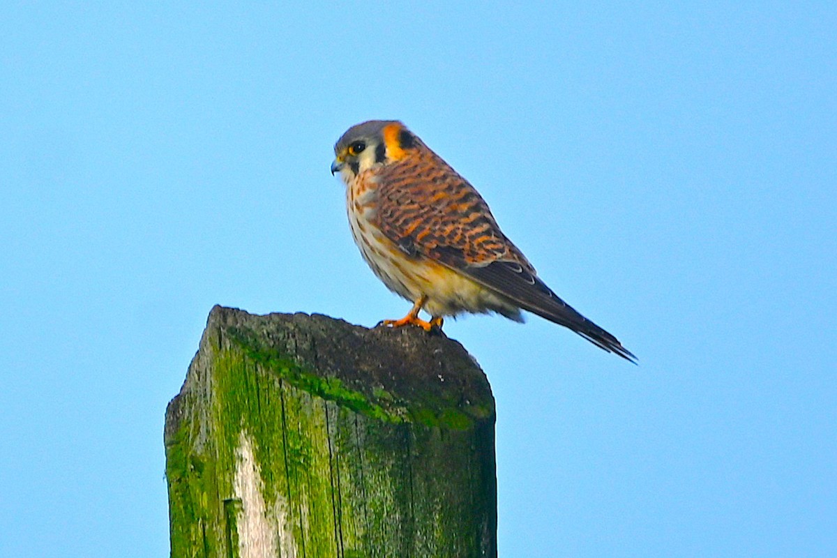 poštolka pestrá - ML646660657