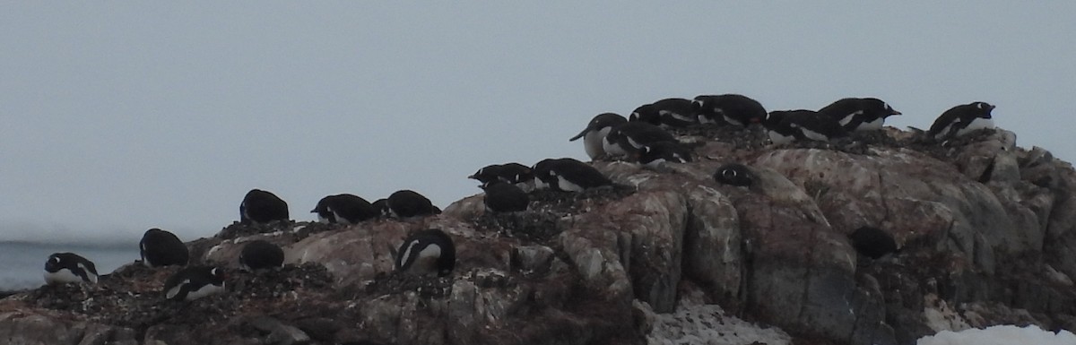 Gentoo Penguin - ML646660658