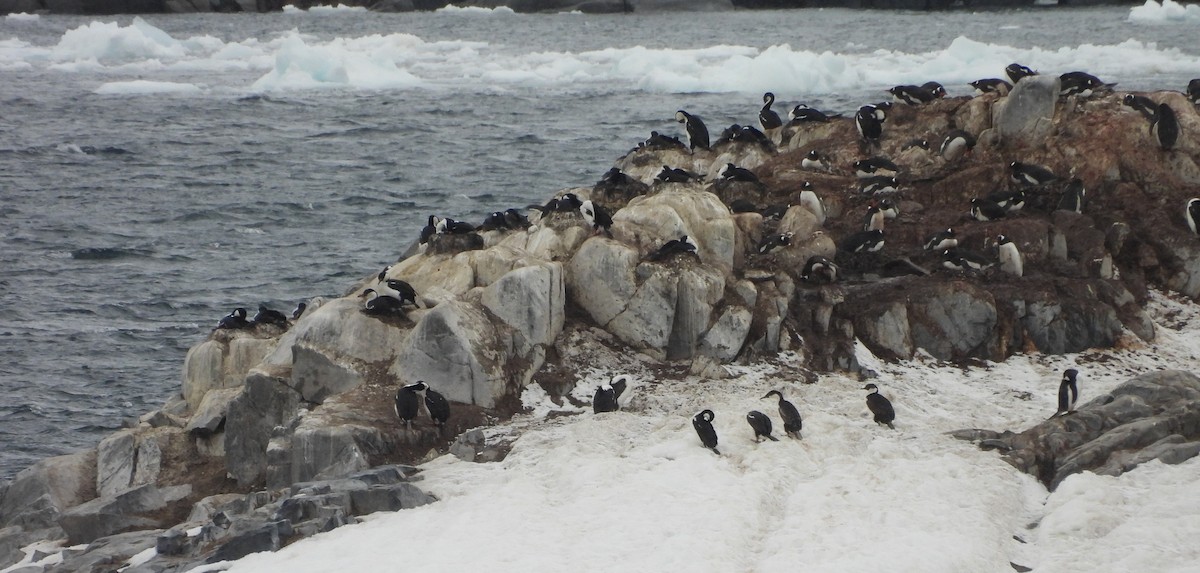 Imperial Cormorant - ML646660659