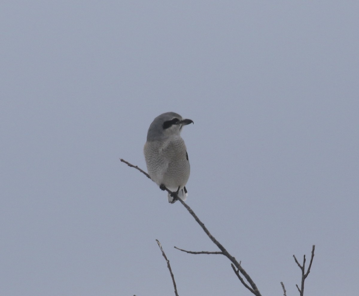 Alcaudón Boreal - ML646660660