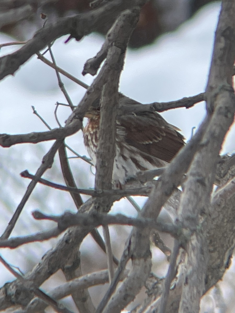 Fox Sparrow - ML646660662